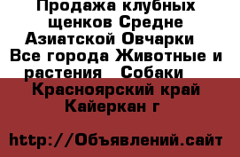 Продажа клубных щенков Средне Азиатской Овчарки - Все города Животные и растения » Собаки   . Красноярский край,Кайеркан г.